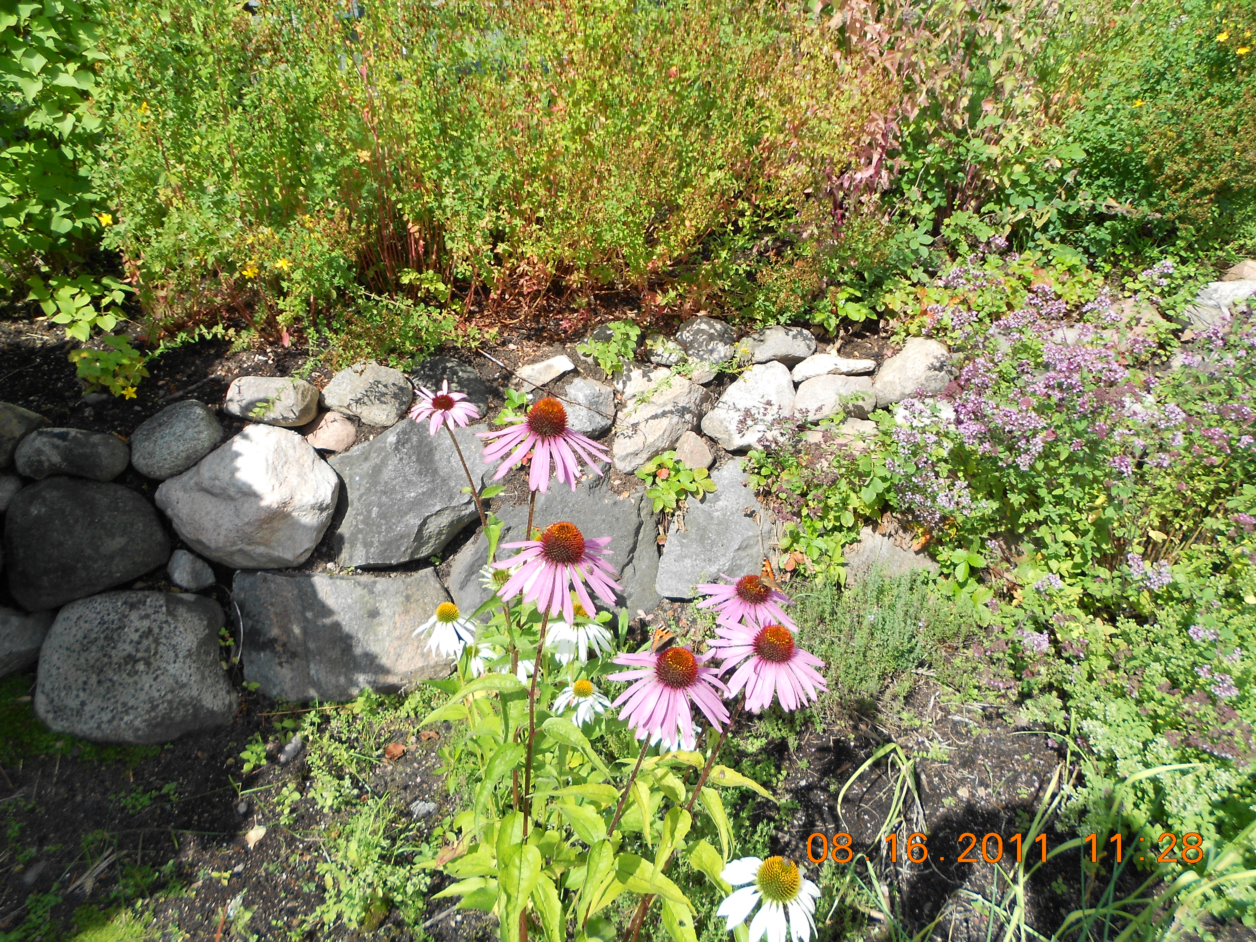 Rudbeckia inför förkylning