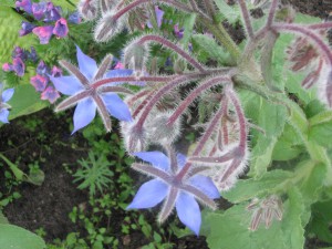 borage