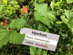 hjortronplantor