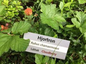 hjortronplantor