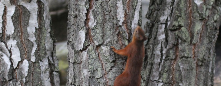 Avveckla aktiebolag för ett enklare liv bortom ekorrhjulet
